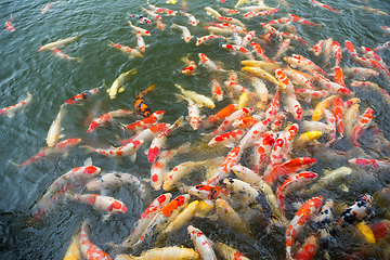 Image showing Koi carps swimming in the Pond