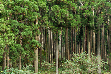 Image showing Tropical Greenery Forest