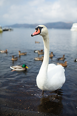 Image showing Swan on the lake