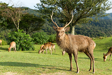 Image showing Male deer at the mountain