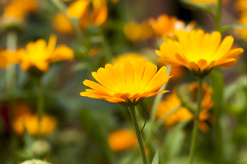 Image showing Flowers of marigold, field