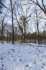 Image showing Winter forest, close-up