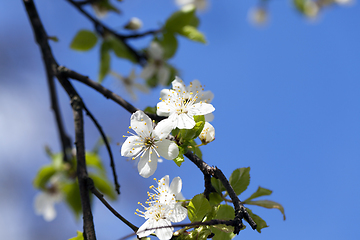 Image showing cherry blossoms, close-up