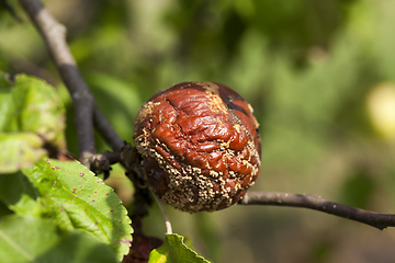 Image showing fruit garden harvest