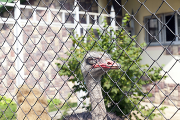 Image showing Ostrich in the zoo, close-up