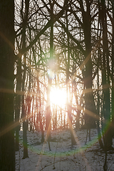 Image showing Winter forest, close-up