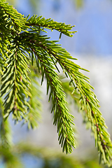 Image showing young branches of spruce