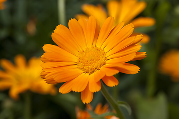 Image showing Marigold flowers