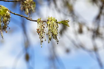 Image showing Spring time, tree
