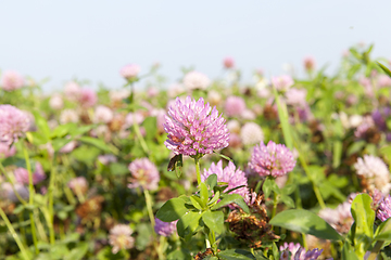 Image showing Red clover, field