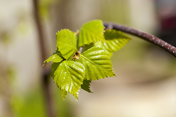 Image showing birch trees in spring