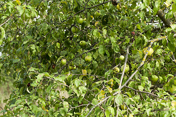 Image showing Green apples on the tree