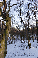 Image showing Deciduous trees in winter