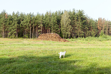 Image showing tree trunks, logging