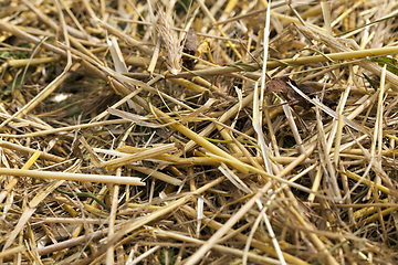 Image showing dry yellow straw