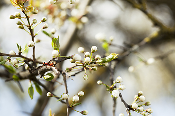 Image showing cherry blossoms, close-up