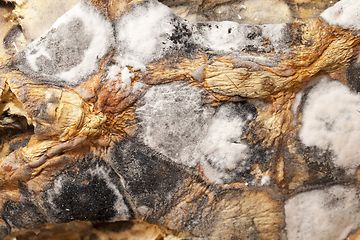 Image showing Rotten pumpkin, close-up