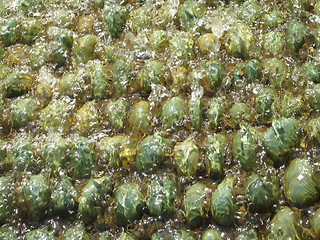 Image showing green pebbles under water