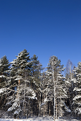 Image showing Winter forest, close-up