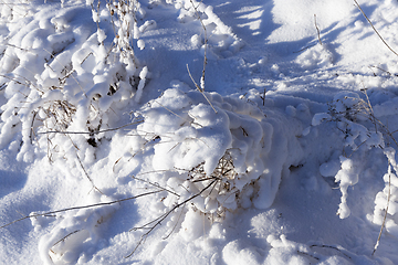 Image showing Snow-covered field