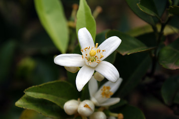 Image showing Flower White