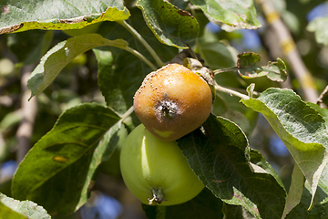 Image showing rotten apple on a tree