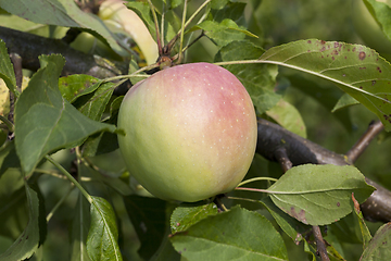 Image showing apple on a tree