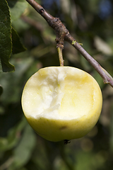 Image showing crop of a fruit garden