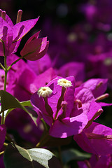 Image showing Macro Flower Pink