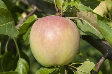 Image showing Apple on a tree