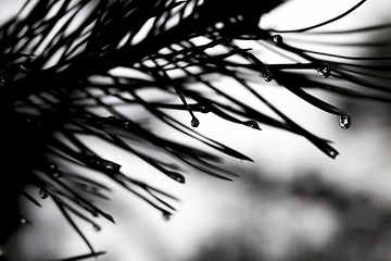 Image showing Winter forest, close-up