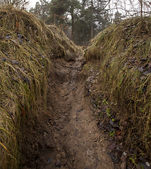 Image showing Autumn forest without trees