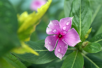 Image showing Fragility Flower Pink