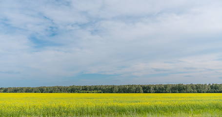 Image showing Landscape of field yellow grass