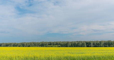 Image showing Landscape of field yellow grass