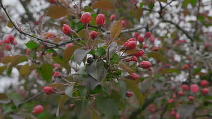 Image showing Garden with blossoming apple trees in spring.