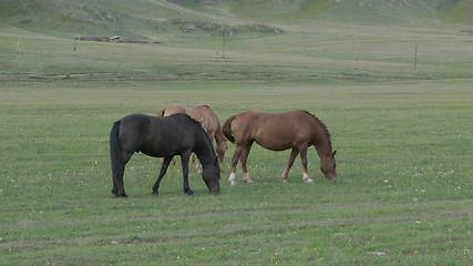 Image showing Horses with foals grazing in a pasture in the Altai Mountains