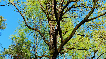 Image showing European mixed forest. Tops of the trees. Looking up to the canopy.