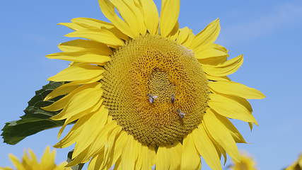 Image showing Field of flowering sunflowers with bees collecting honey