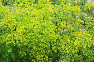 Image showing Fennel growing on the vegetable garden