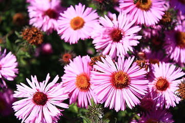 Image showing red asters in the garden