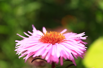 Image showing red aster in the garden