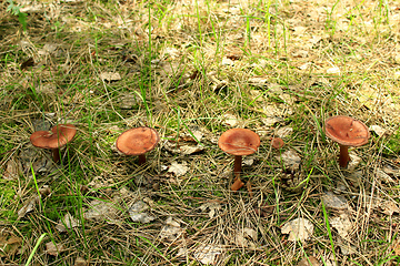 Image showing mushrooms of toadstool growing in the row