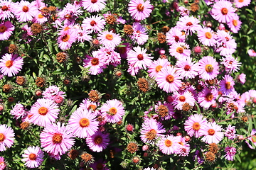 Image showing red asters in the garden