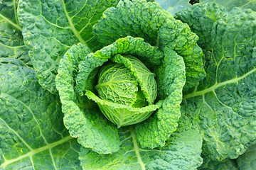 Image showing cabbage with big leaves