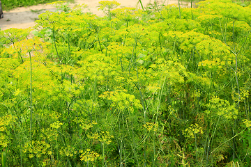 Image showing Fennel growing on the vegetable garden