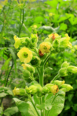 Image showing flowers of tobacco