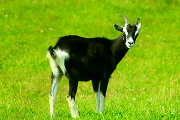 Image showing goat on the pasture