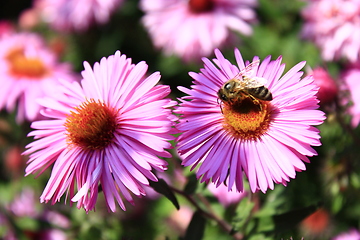 Image showing bee on the flower of aster