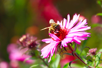 Image showing bee on the flower of aster